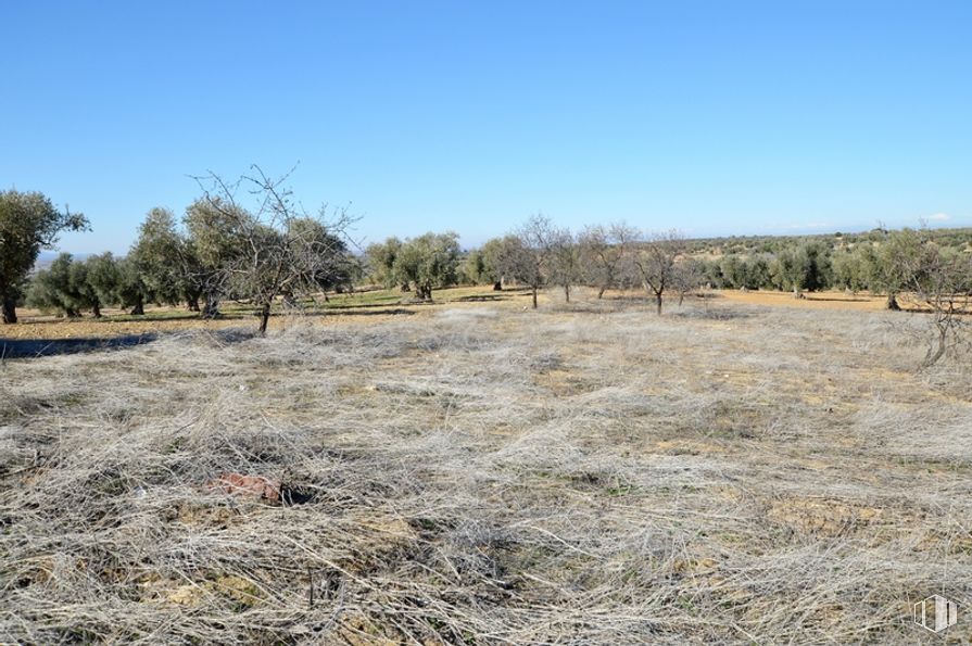 Land for sale at Zona Camino de Jumela, Gálvez, Toledo, 45164 with sky, plant, natural landscape, tree, land lot, grass, plain, grassland, landscape and meadow around