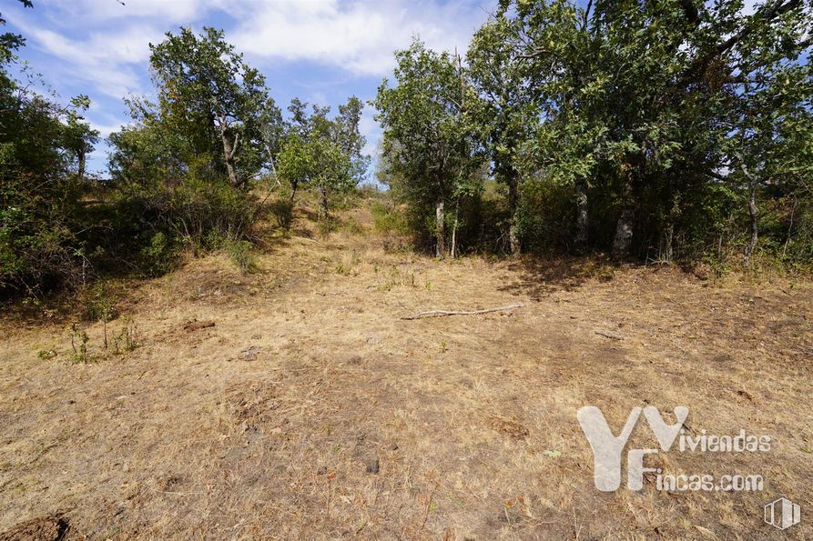 Land for sale at Polígono 9, Parcela 19, Campillo de Ranas, Guadalajara, 19223 with plant, cloud, sky, tree, natural landscape, road, landscape, grassland, forest and grass around