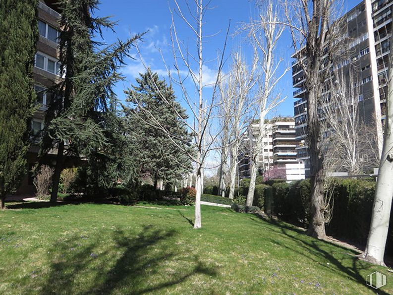 Oficina en alquiler en Calle Condado de Treviño, 9, Ciudad Lineal, Madrid, 28033 con edificio, ventana, planta, cielo, árbol, vegetación, césped, bioma, diseño urbano, maletero y planta leñosa alrededor