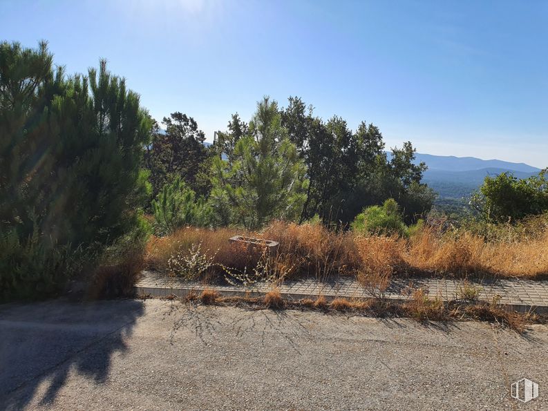 Land for sale at Calle Adobes, s/n, Piedralaves, Ávila, 05440 with plant, sky, cloud, plant community, natural landscape, branch, land lot, road surface, wood and tree around