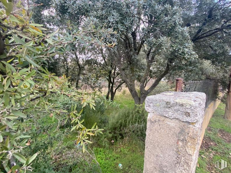 Suelo en venta en Calle Pinto, Ituero y Lama, Segovia, 40151 con planta, árbol, vegetación, paisaje natural, maletero, planta leñosa, hierba, cubierta vegetal, arbusto y paisaje alrededor