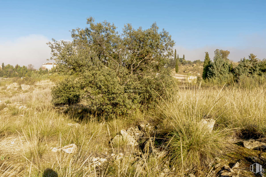 Land for sale at Urbanización La Pozuela, Toledo, 45004 with sky, plant, natural landscape, land lot, tree, grass, shrub, landscape, grassland and herbaceous plant around