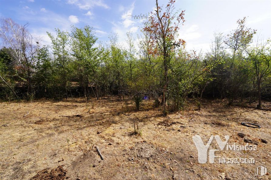 Land for sale at Polígono 9, Parcela 19, Campillo de Ranas, Guadalajara, 19223 with cloud, plant, sky, plant community, natural landscape, terrestrial plant, landscape, grass, grassland and shrub around