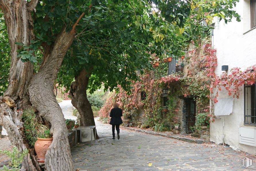 Retail for sale & for rent at Calle Arroyo, Patones, Madrid, 28189 with person, flowerpot, window, plant, building, road surface, leaf, branch, tree and vegetation around