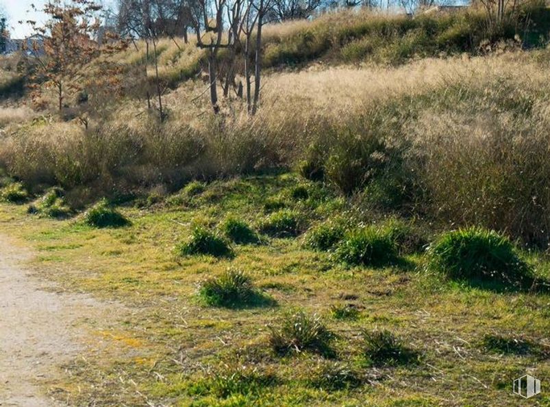 Land for sale at Solar en Guadalajara, Guadalajara, 19004 with animal, plant, plant community, ecoregion, natural landscape, tree, grass, groundcover, grassland and plain around