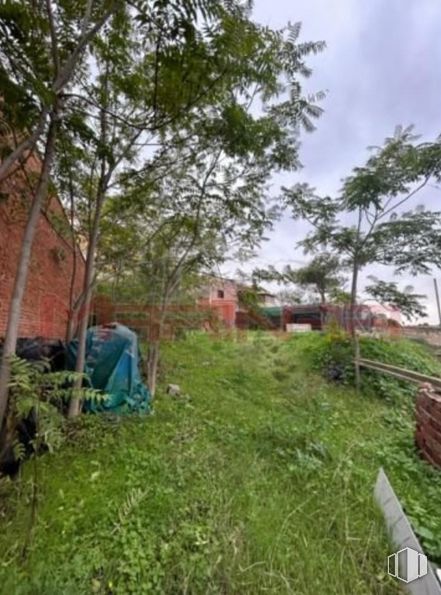 Suelo en venta en Centro urbamo, Seseña, Toledo, 45223 con planta, comunidad vegetal, cielo, nube, lote de terreno, hierba, árbol, paisaje, zona rural y ocio alrededor