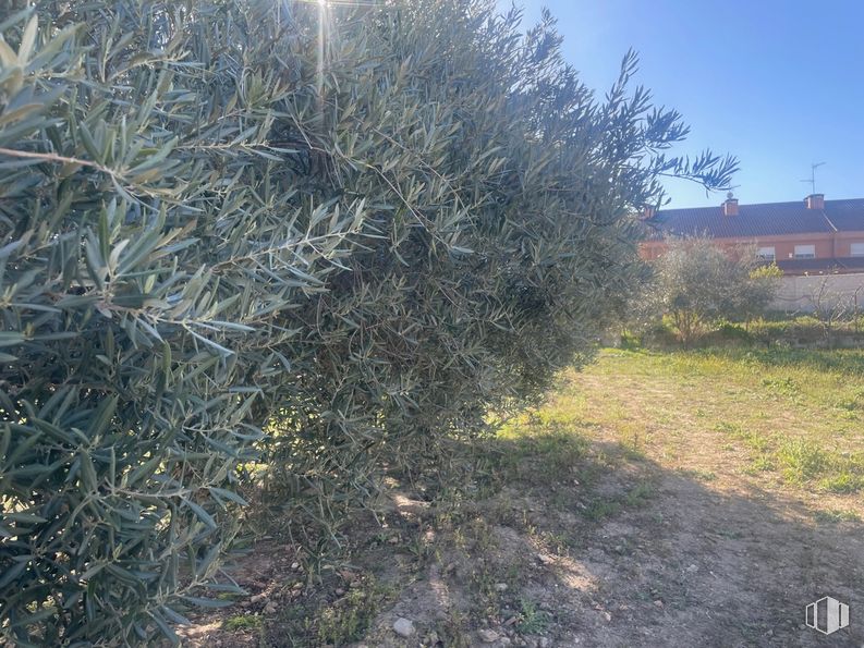 Land for sale at Camino de la Torre, Santa Cruz del Retamar, Toledo, 45513 with plant, sky, twig, grass, shrub, tints and shades, natural landscape, groundcover, landscape and soil around