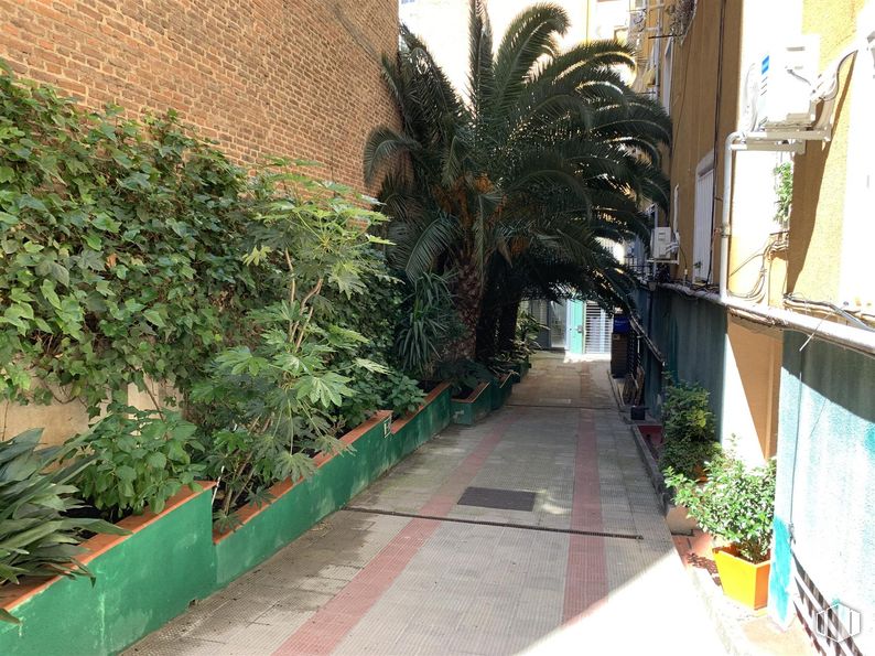 Local en venta en Zona Arapiles, Chamberí, Madrid, 28015 con maceta, planta, propiedad, edificio, vegetación, barrio, arecales, diseño urbano, pared y espacio público alrededor