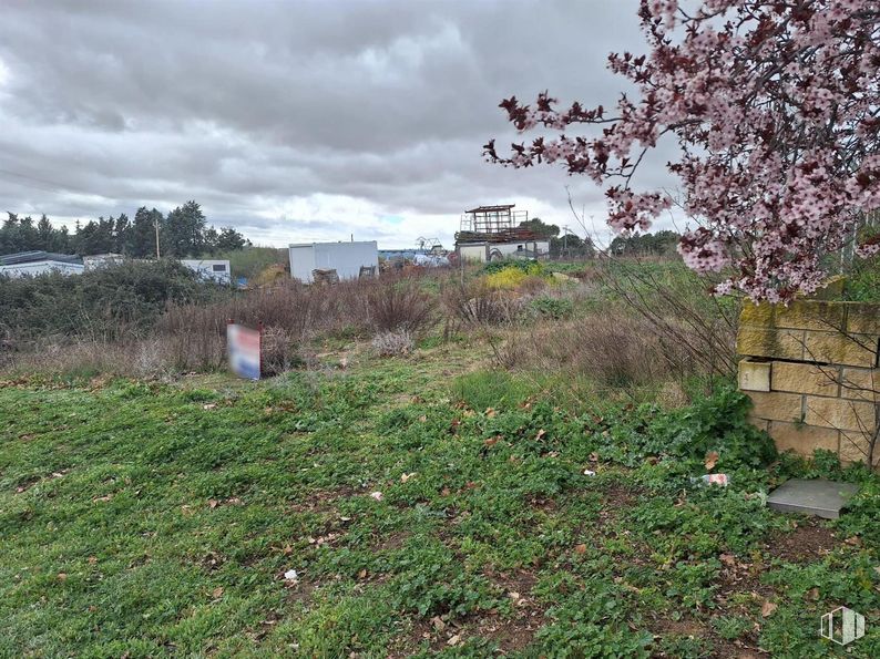 Suelo en venta en Zona industrial, Valdeolmos-Alalpardo, Madrid, 28130 con nube, planta, cielo, paisaje natural, rama, árbol, flor, lote de terreno, hierba y planta leñosa alrededor