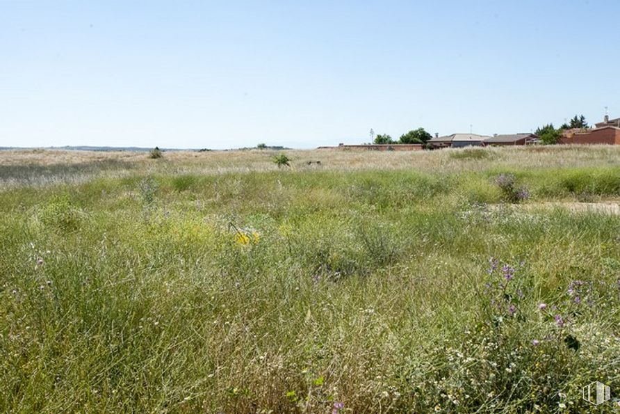 Suelo en venta en Camino Fuente Cordel, Argés, Toledo, 45122 con cielo, planta, flor, paisaje natural, planta herbácea, hierba, paisaje, pastizal, árbol y pradera alrededor