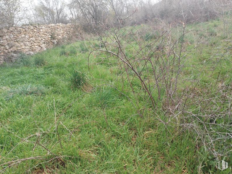 Suelo en venta en Calle Castillo, Sotosalbos, Segovia, 40170 con planta, paisaje natural, árbol, hierba, cubierta vegetal, pradera, ramita, arbusto, prado y planta herbácea alrededor