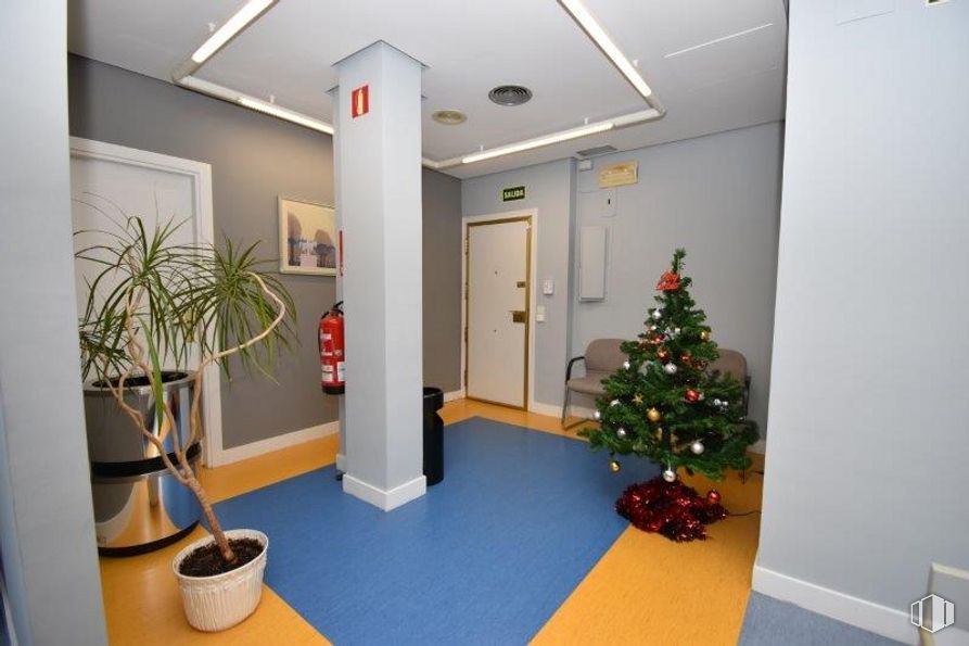 Oficina en venta en Zona Estrella, Retiro, Madrid, 28007 con árbol de navidad, maceta, planta de interior, planta, propiedad, interiorismo, edificio, adorno navideño, suelo y suelos alrededor