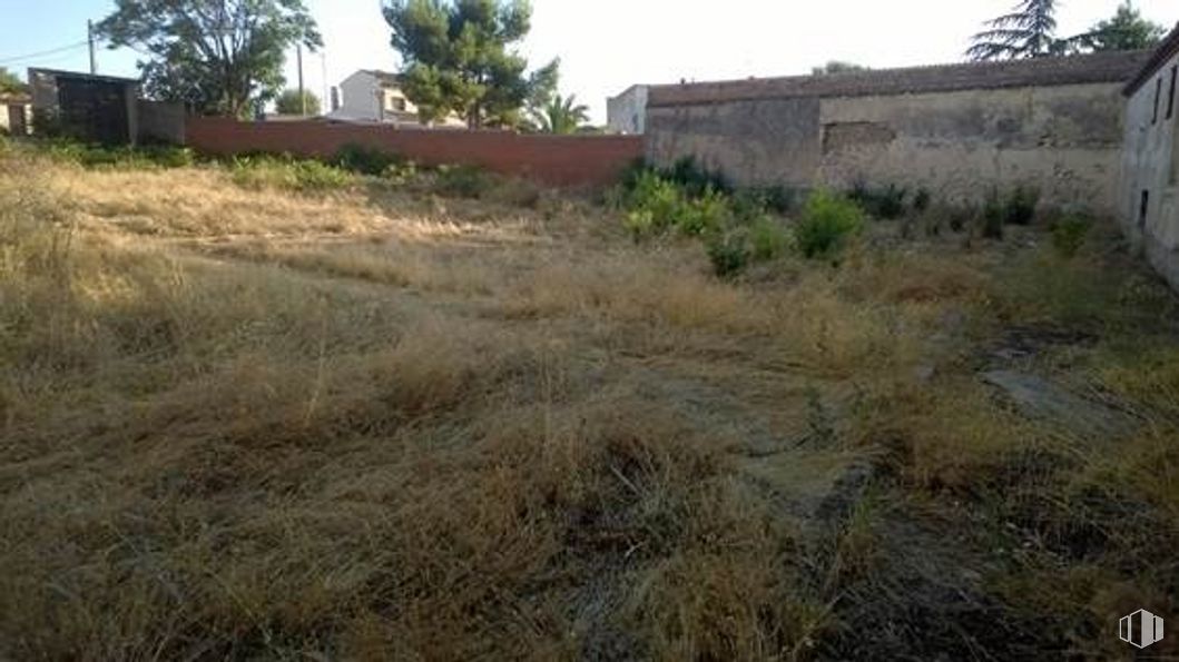 Land for sale at Calle Ronda de San Isidoro, Tarancón, Cuenca, 16400 with plant, plant community, ecoregion, tree, natural environment, sky, vegetation, land lot, natural landscape and biome around