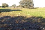 Land for sale at Zona Pozuelo del Rey, Pozuelo del Rey, Madrid, 28813 with plant, sky, natural landscape, tree, vegetation, land lot, grass, plain, grassland and landscape around