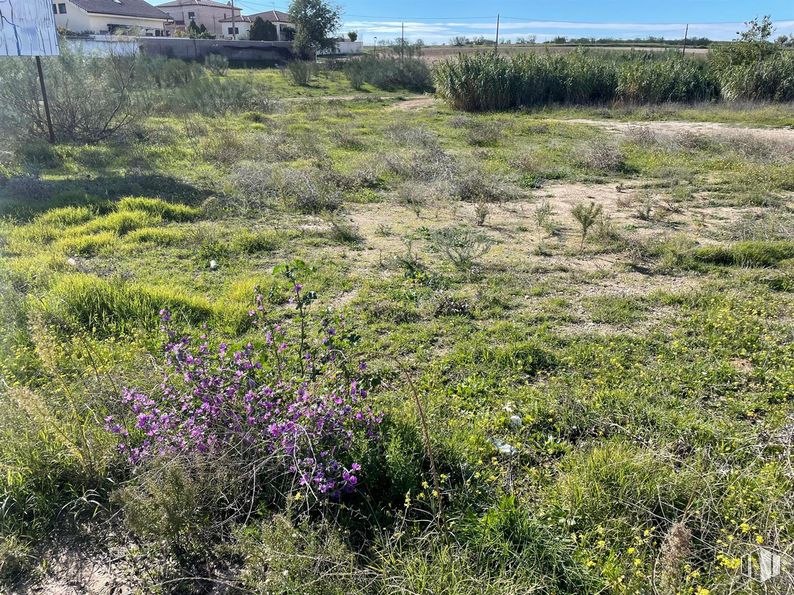 Land for sale at Calle Mártires, El Álamo, Madrid, 28607 with plant, plant community, ecoregion, natural landscape, flower, sky, grass, grassland, shrub and groundcover around