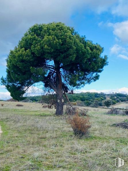 Land for sale at Carretera N-403, San Martín de Valdeiglesias, Madrid, 28680 with sky, cloud, plant, tree, natural landscape, trunk, wood, plain, grassland and grass around