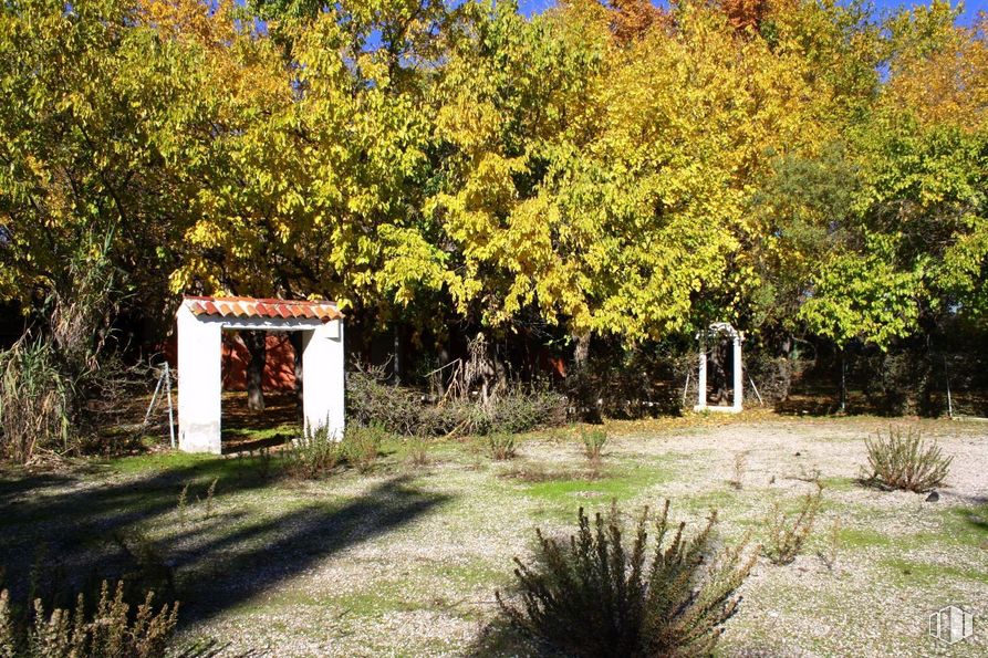 Suelo en venta en Carretera Ajalvir - Vicálvaro, Paracuellos de Jarama, Madrid, 28860 con planta, comunidad vegetal, paisaje natural, rama, botánica, vegetación, lote de terreno, hierba, bioma y arbusto alrededor